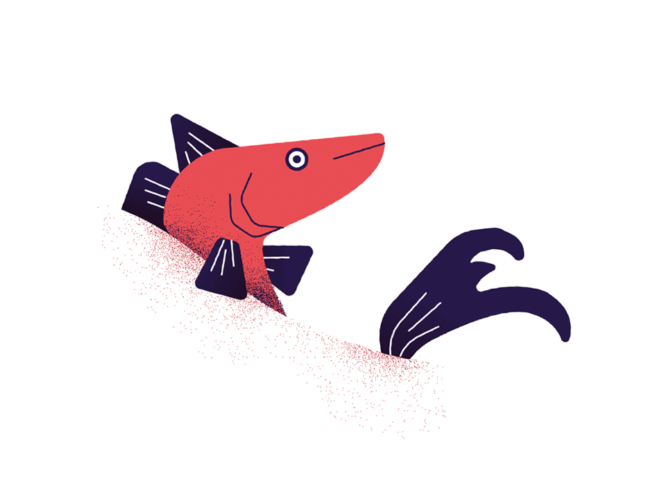 River 2018 fish
