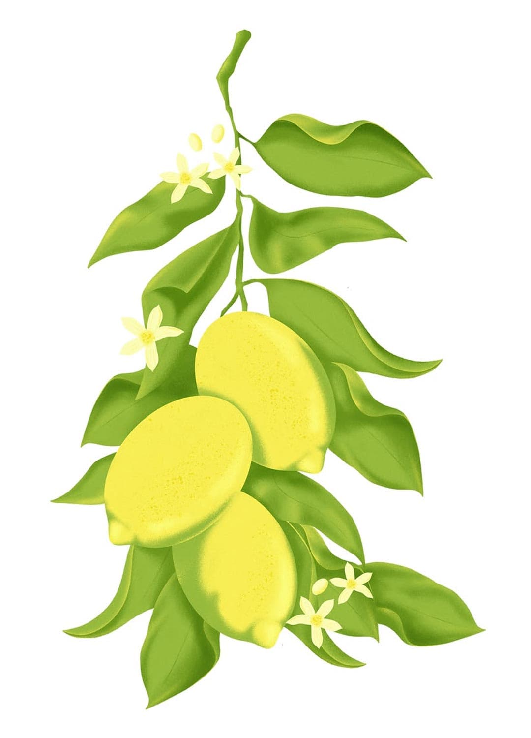 lemon-illustration-andrearubele