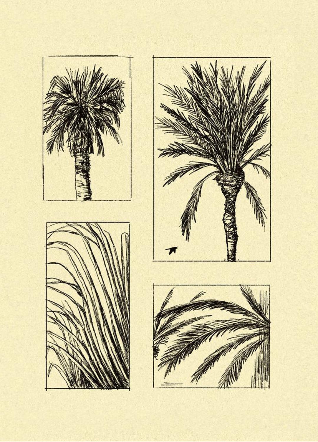 palm-trees-sketch-andrearubele