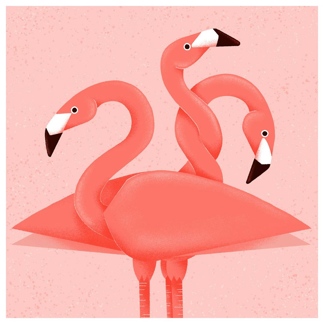 flamingos © Andrea Rubele
